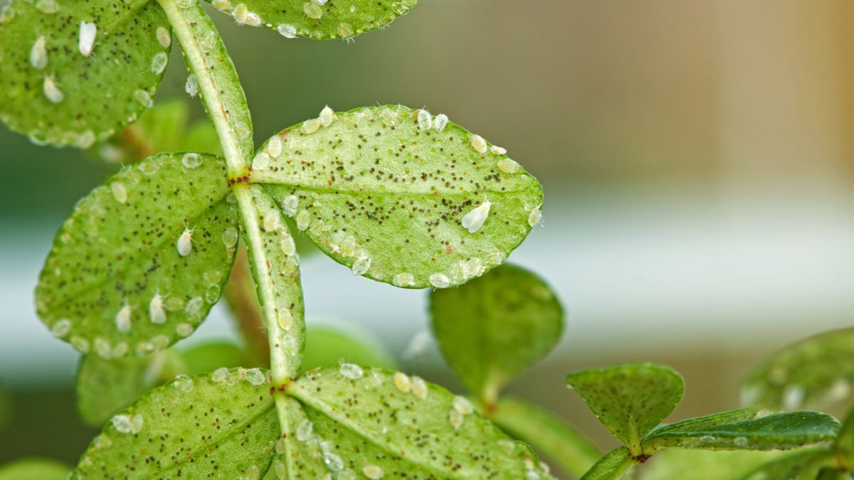 mosca blanca plaga como detectarla y actuar contra ella