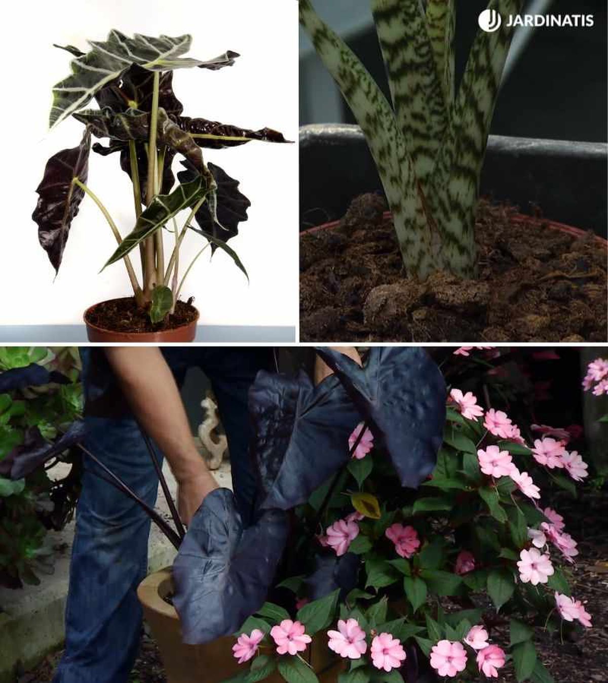 De arriba a abajo: Alocasia Polly, Alocasia zebrina Tiger y Alocasia Black Beauty