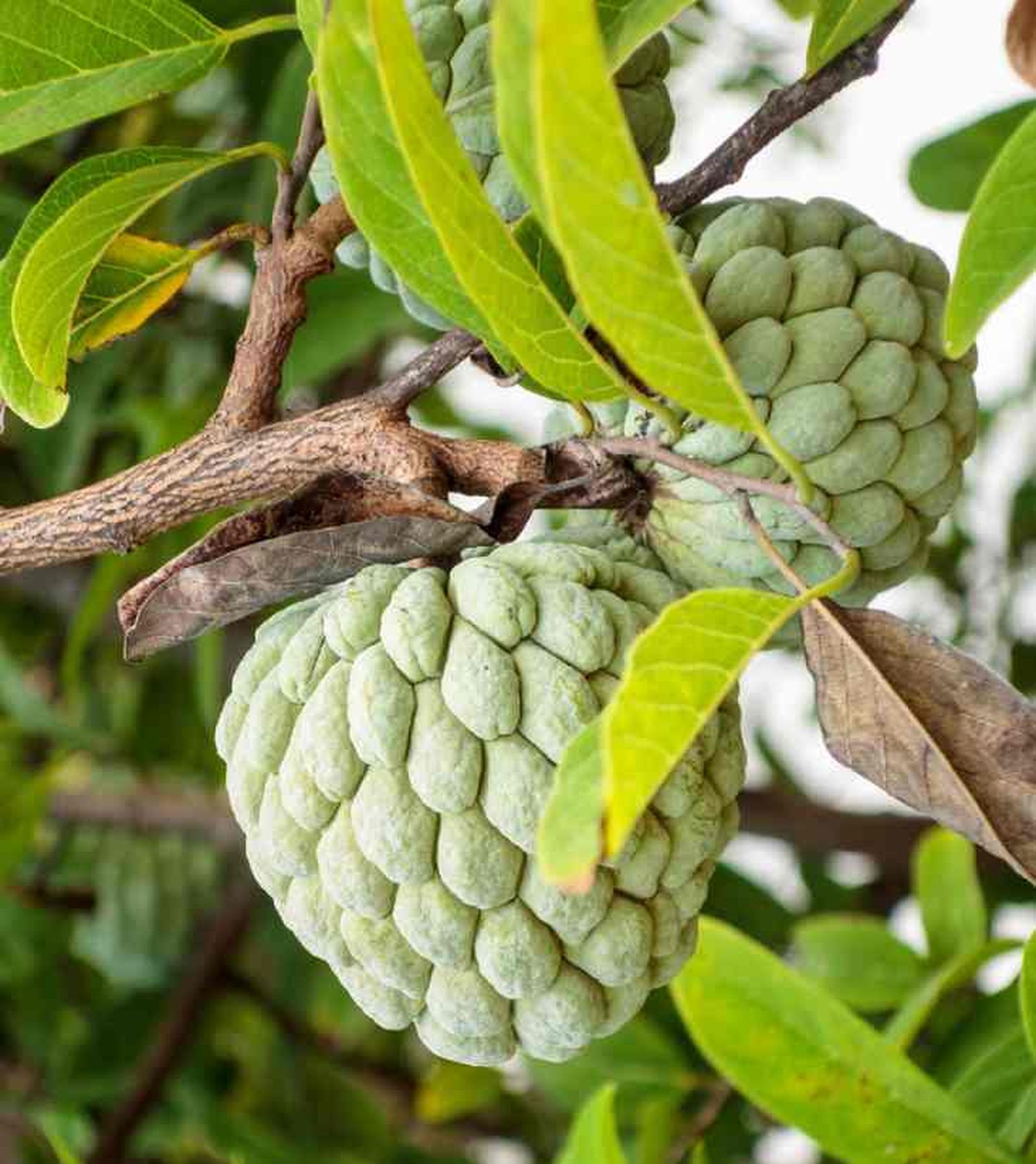 Chirimoyo, el árbol de la chirimoya. Chirimoyo, el árbol de la chirimoya.