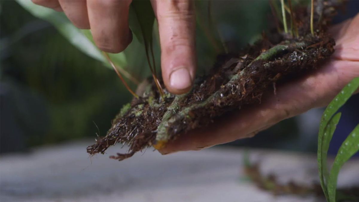 brico 1018 jardin Helecho Microsorum pustulatum raices