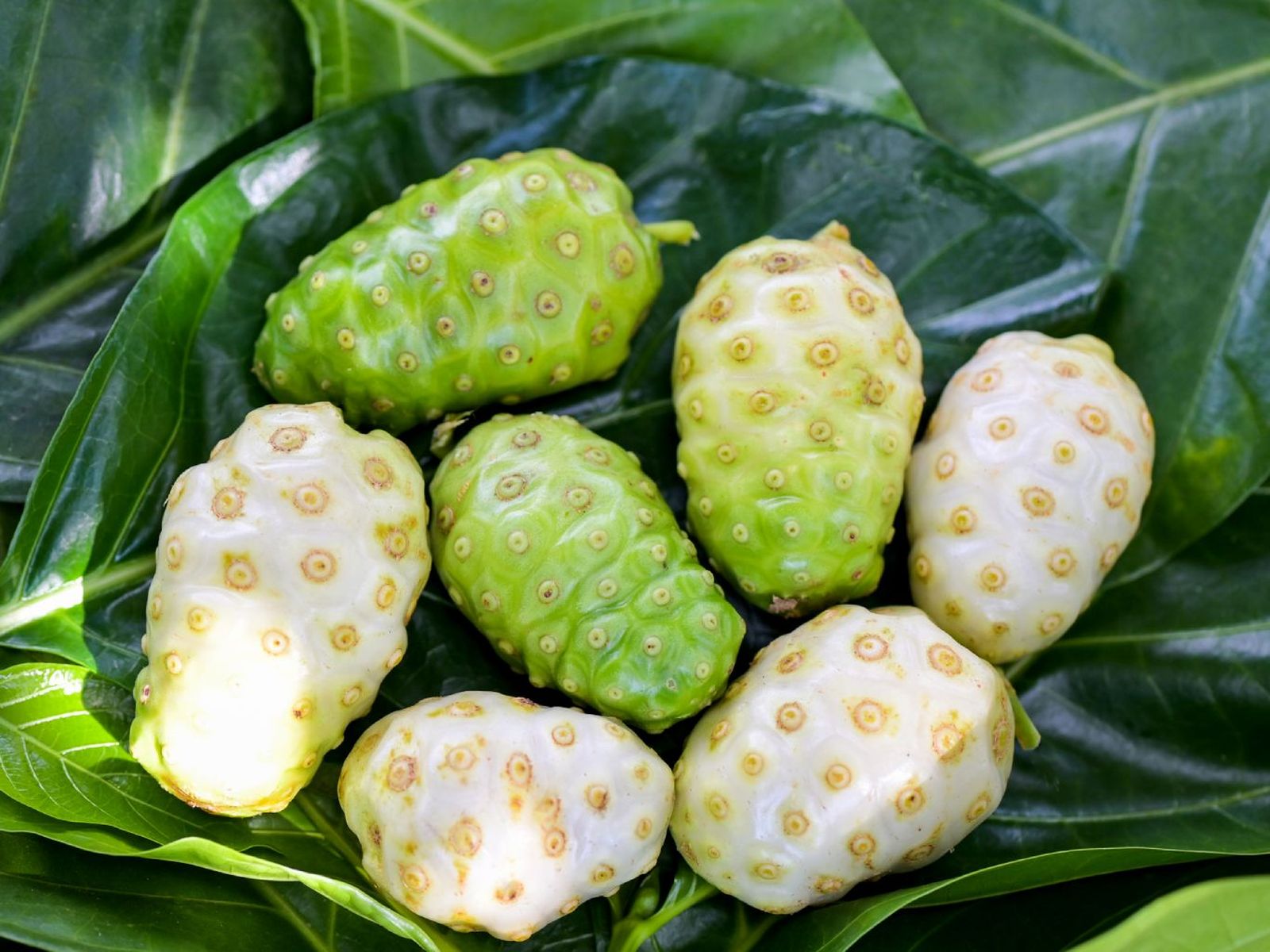 Fruta noni