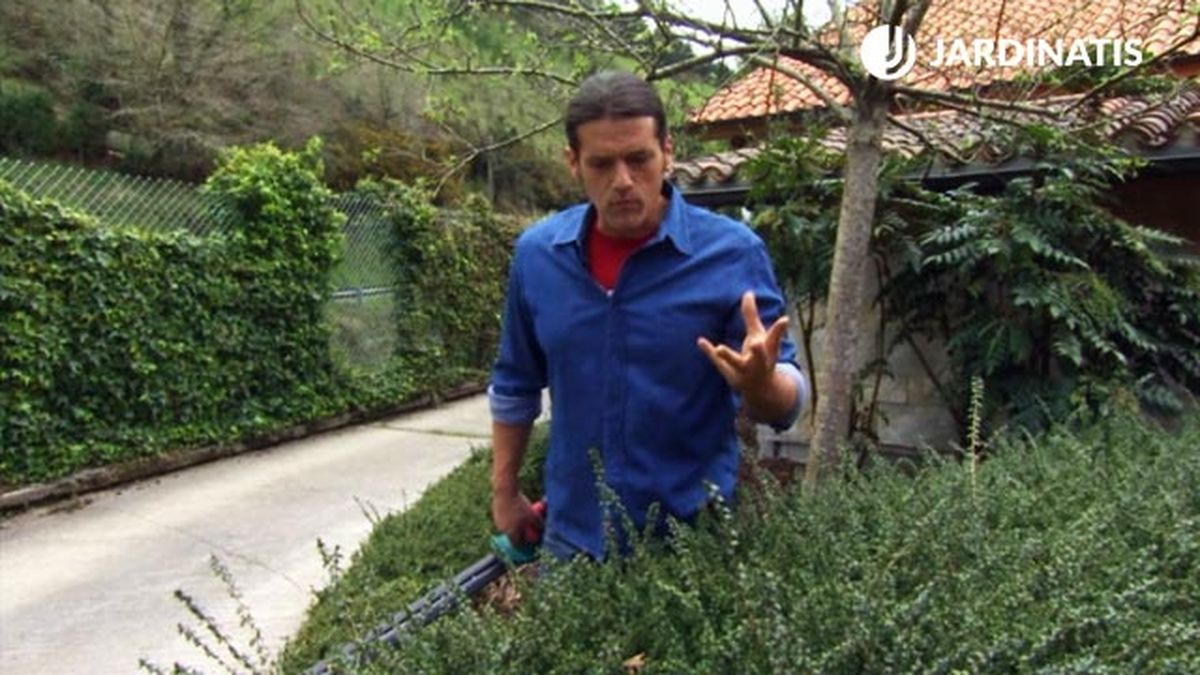 caracteristicas lonicera nitida brico 831 jardin