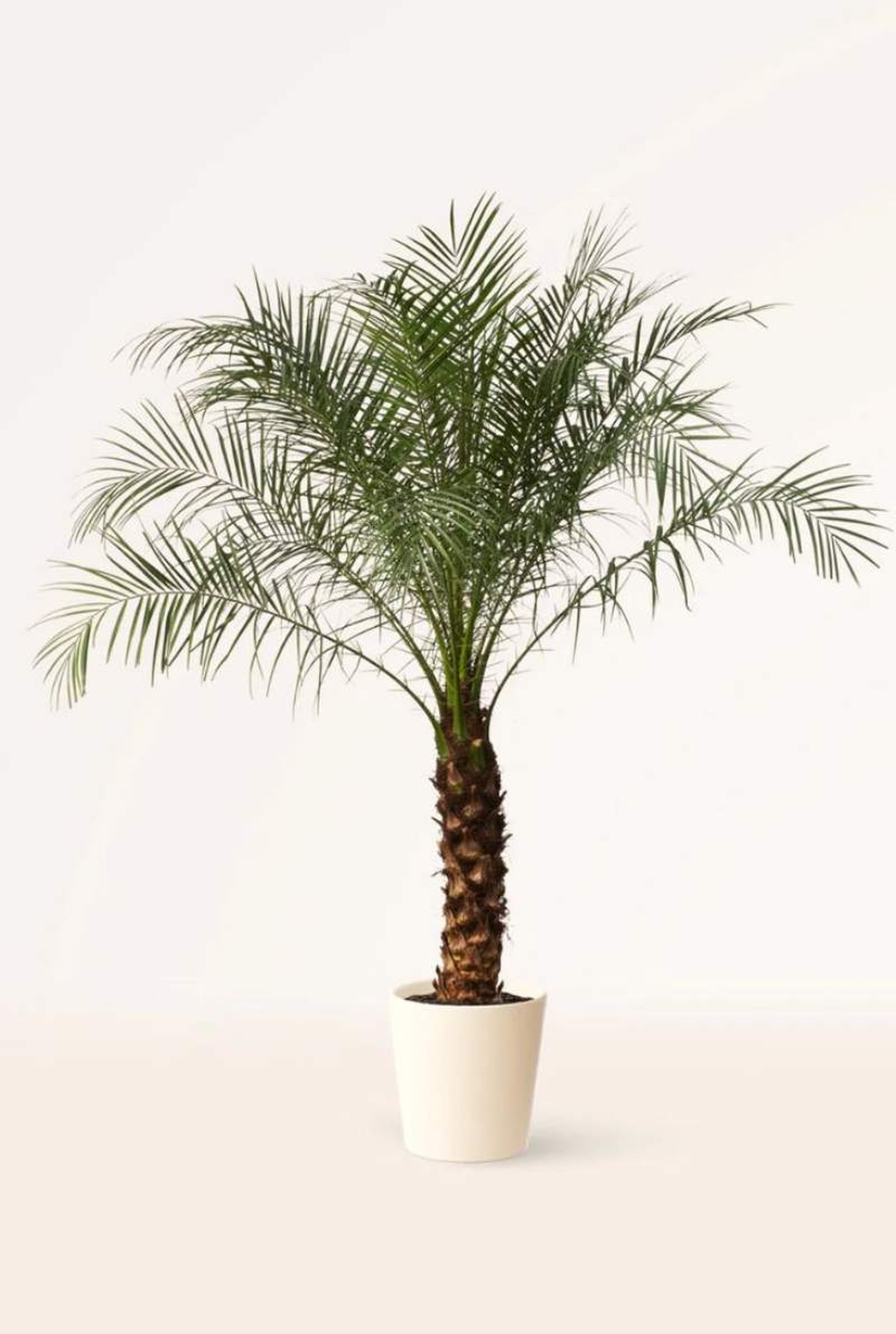 Phoenix Roebelenii Phoenix Roebelenii