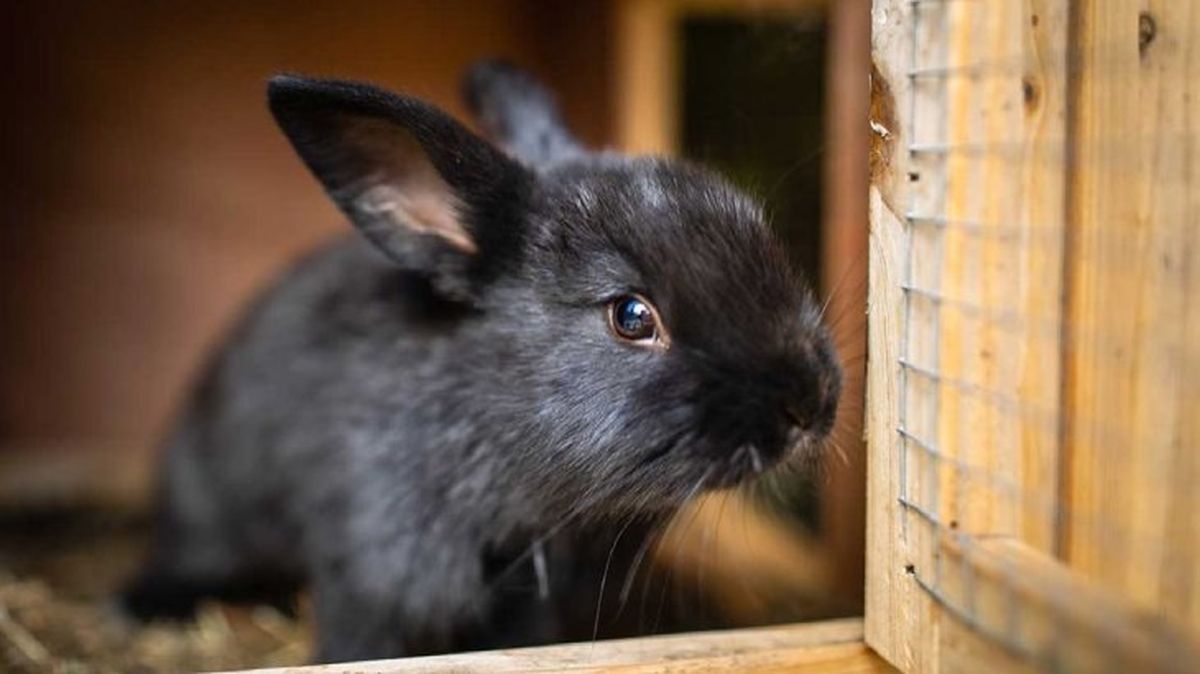 mi conejo muerde la jaula 5