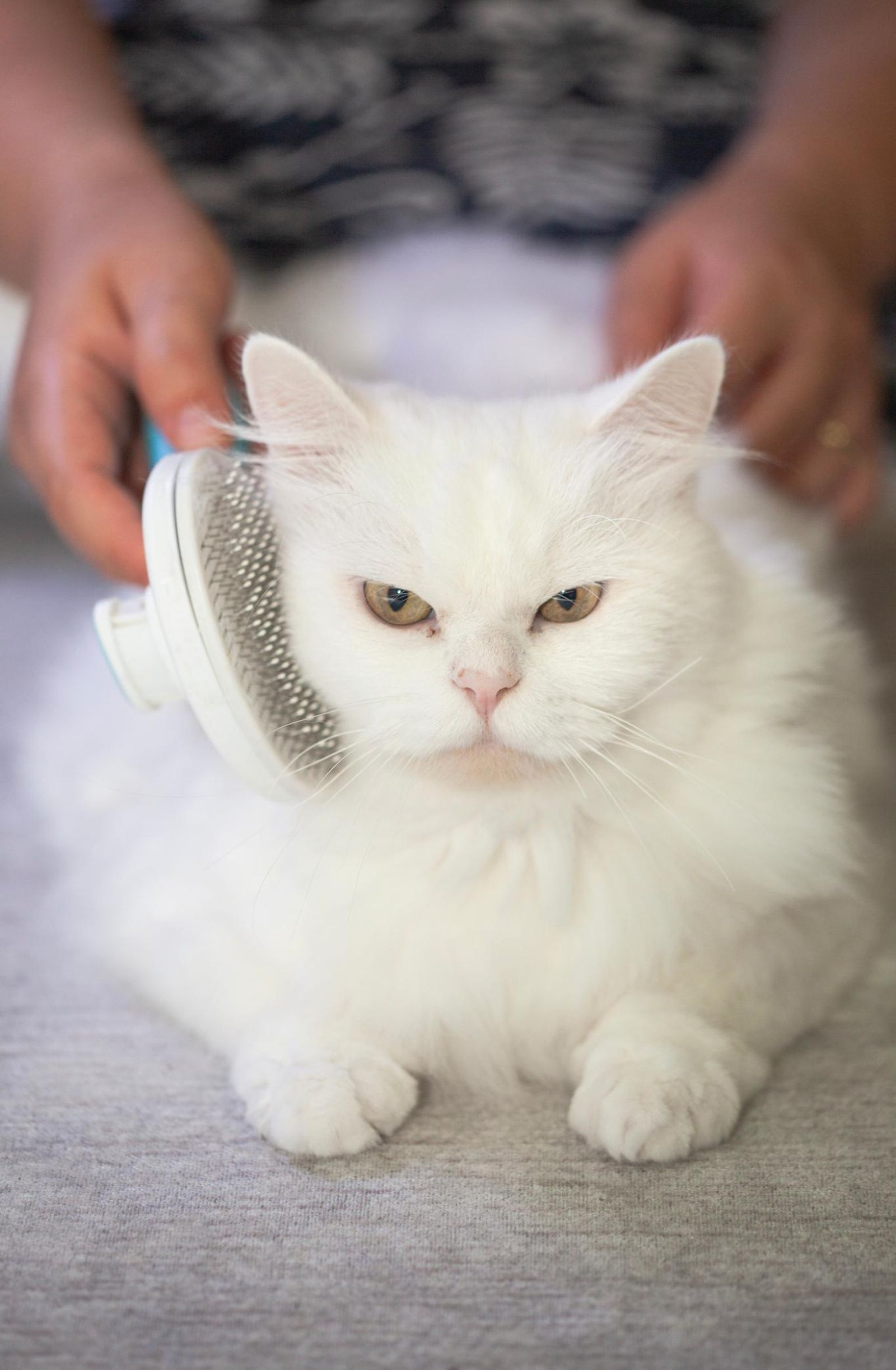 Peinando a un gato blanco de pelo largo.