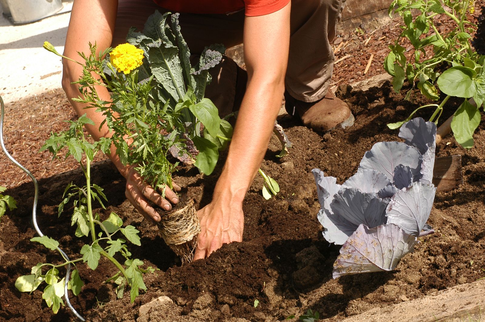 brico 0376 3 como hacer huerto plantas ornamentales paso 8 brico 0376 3 como hacer huerto plantas ornamentales paso 8