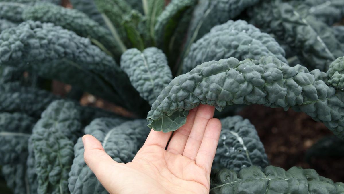 Kale lacitano, también conocido como kale dinosaurio