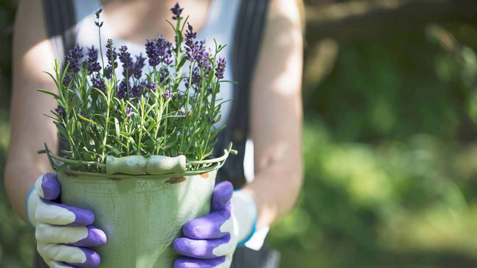 La primavera es el momento ideal para disfrutar del cuidado de la lavanda en casa.