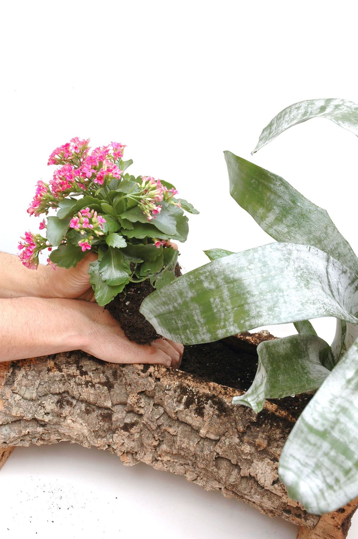 Composición con bromelias paso 2