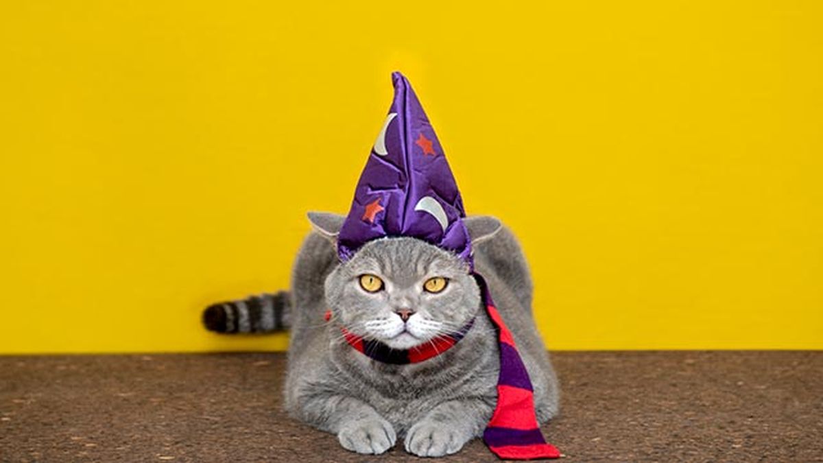 gato disfrazado de mago