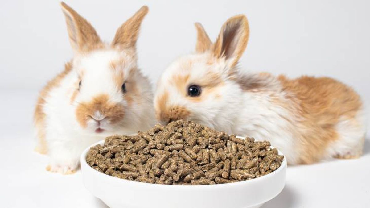 que comen los conejos pienso