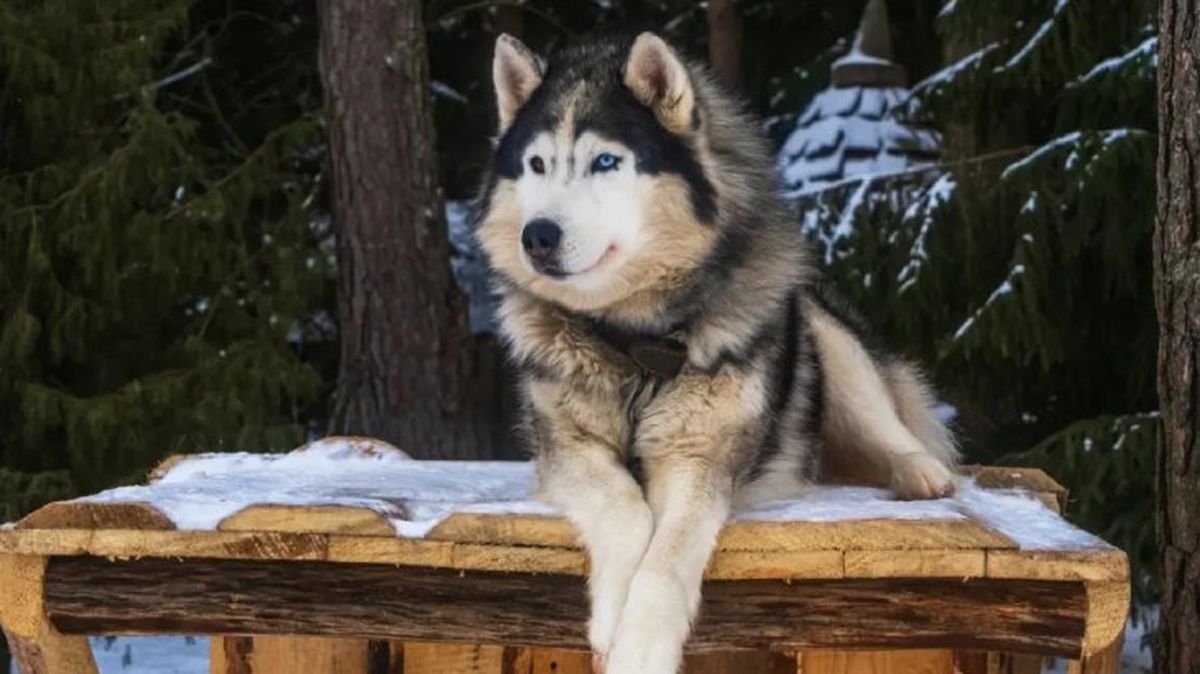 perros que parecen lobos malamute