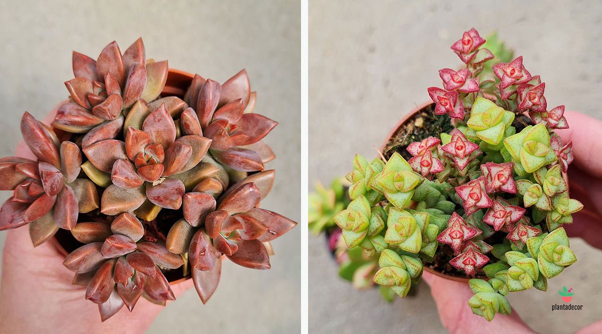 Graptosedum cv bronze y crassula rupestris
