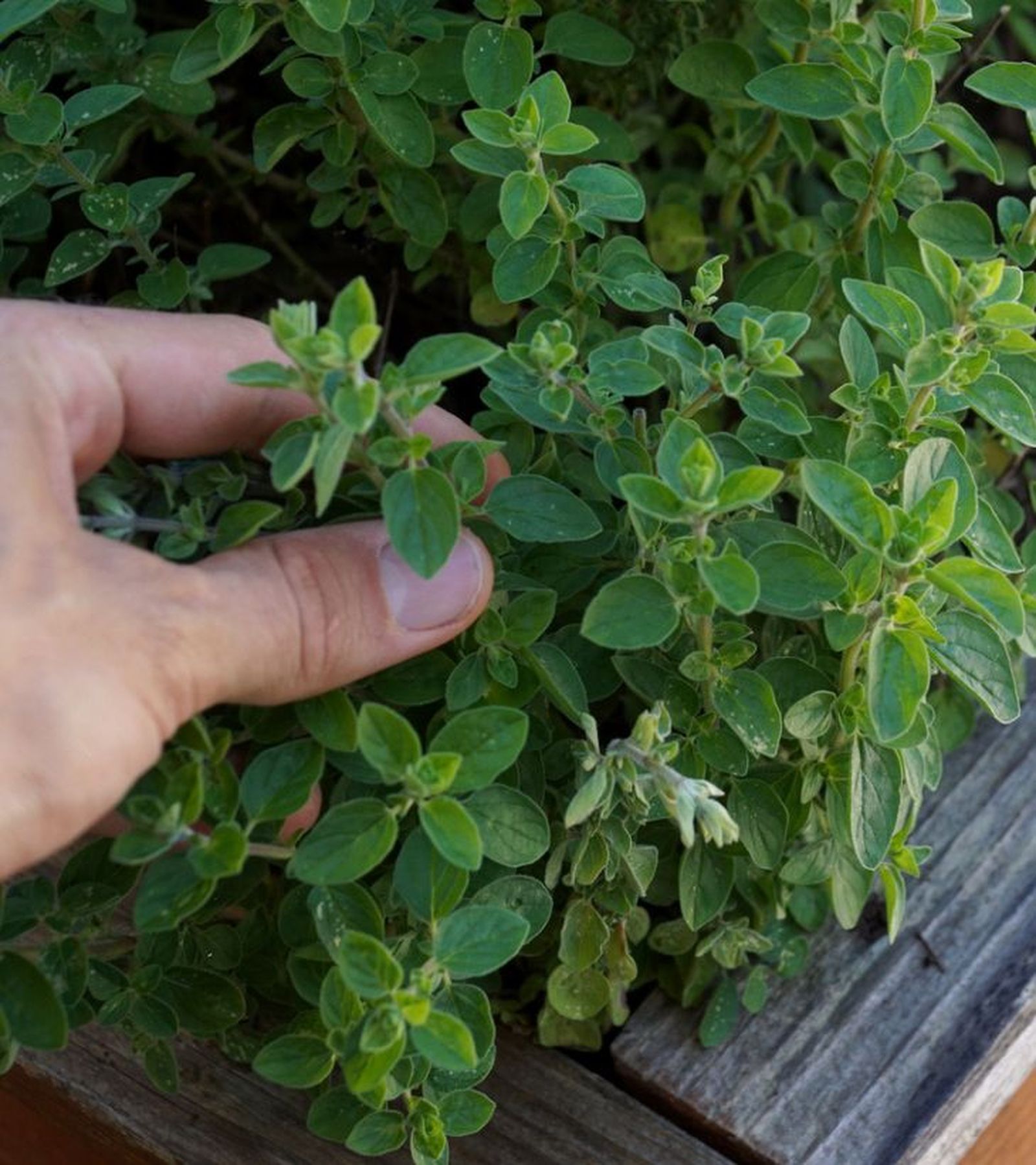 oregano planta aromatica oregano planta aromatica