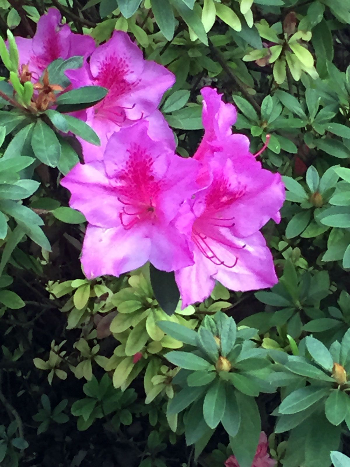 como reproducir azaleas acodo