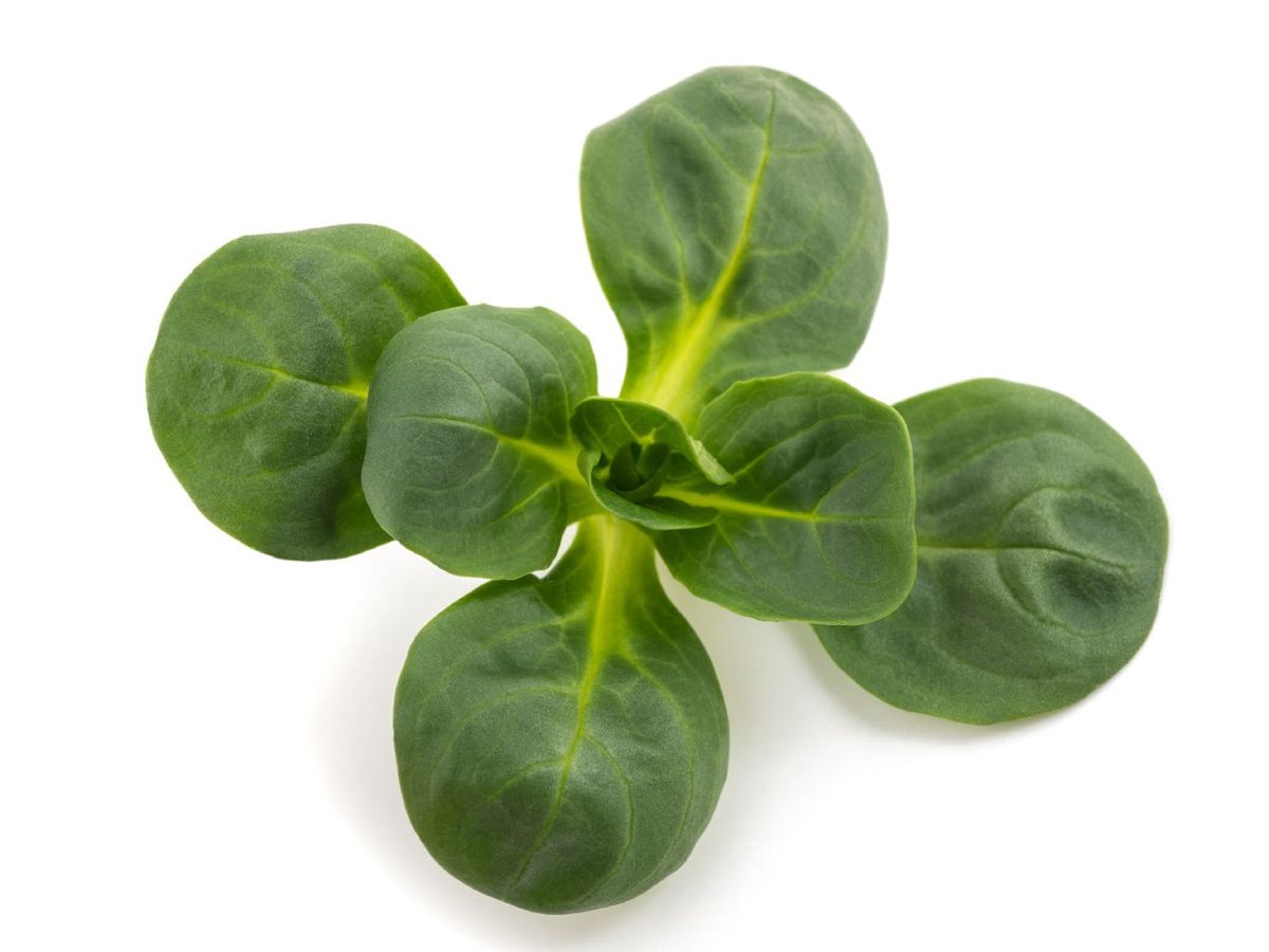 Lechuga mâche (valerianella)