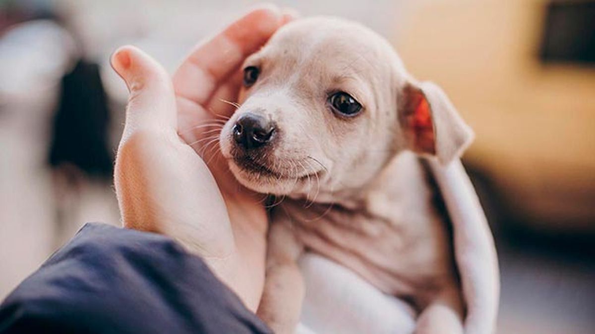 vision canina 1 cachorro