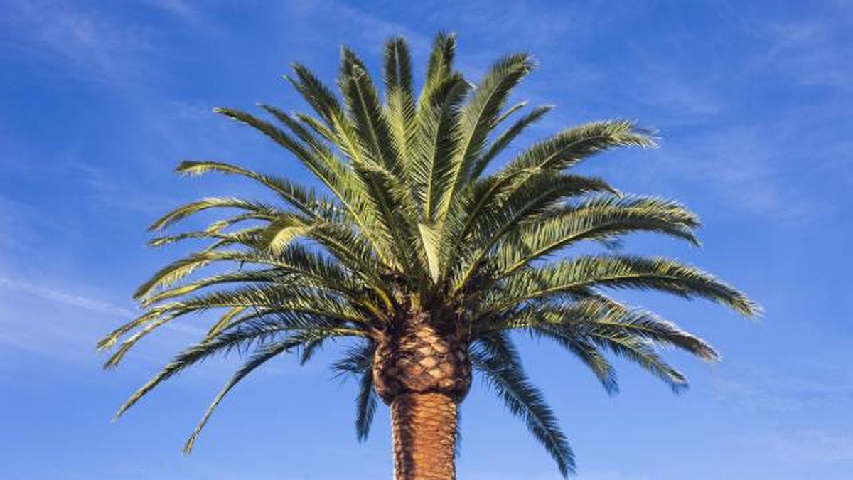 palmera canaria phoenix canariensis