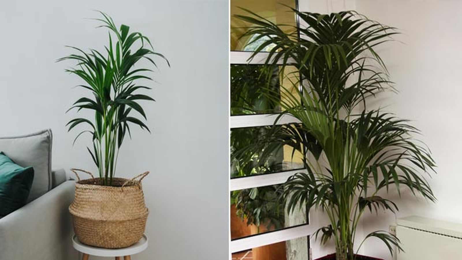 La kentia es una palmera de interior muy popular La kentia es una palmera de interior muy popular