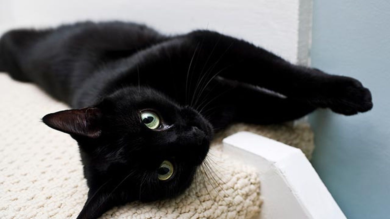 gato negro tumbado gato negro tumbado