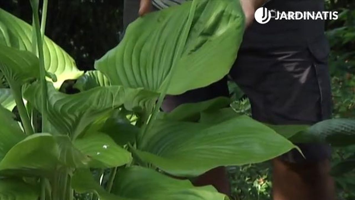 variedad hojas grandes hostas y hermosas deco 454 jardin