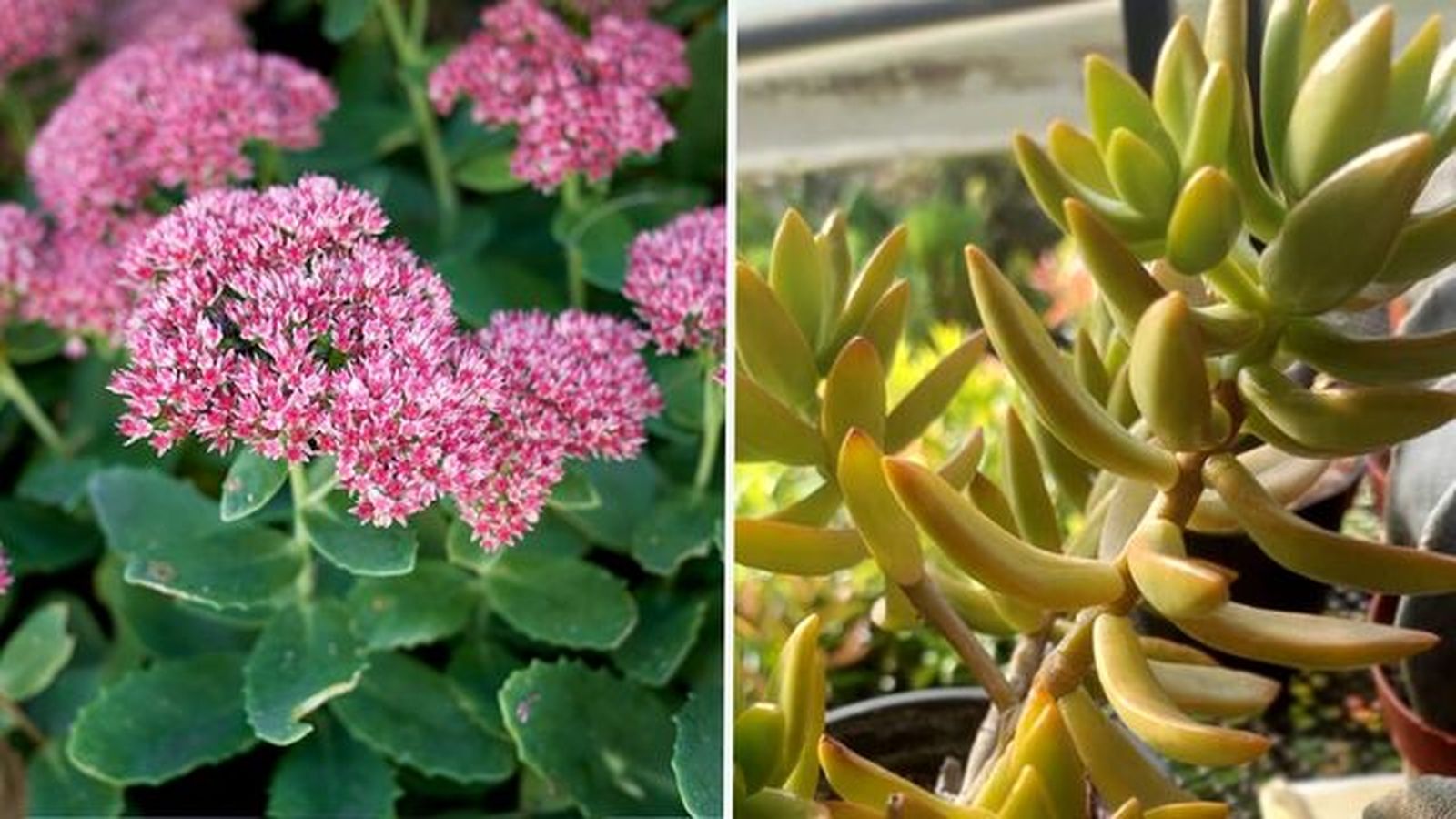 Sedum spectabile sedum adolphi Sedum spectabile sedum adolphi