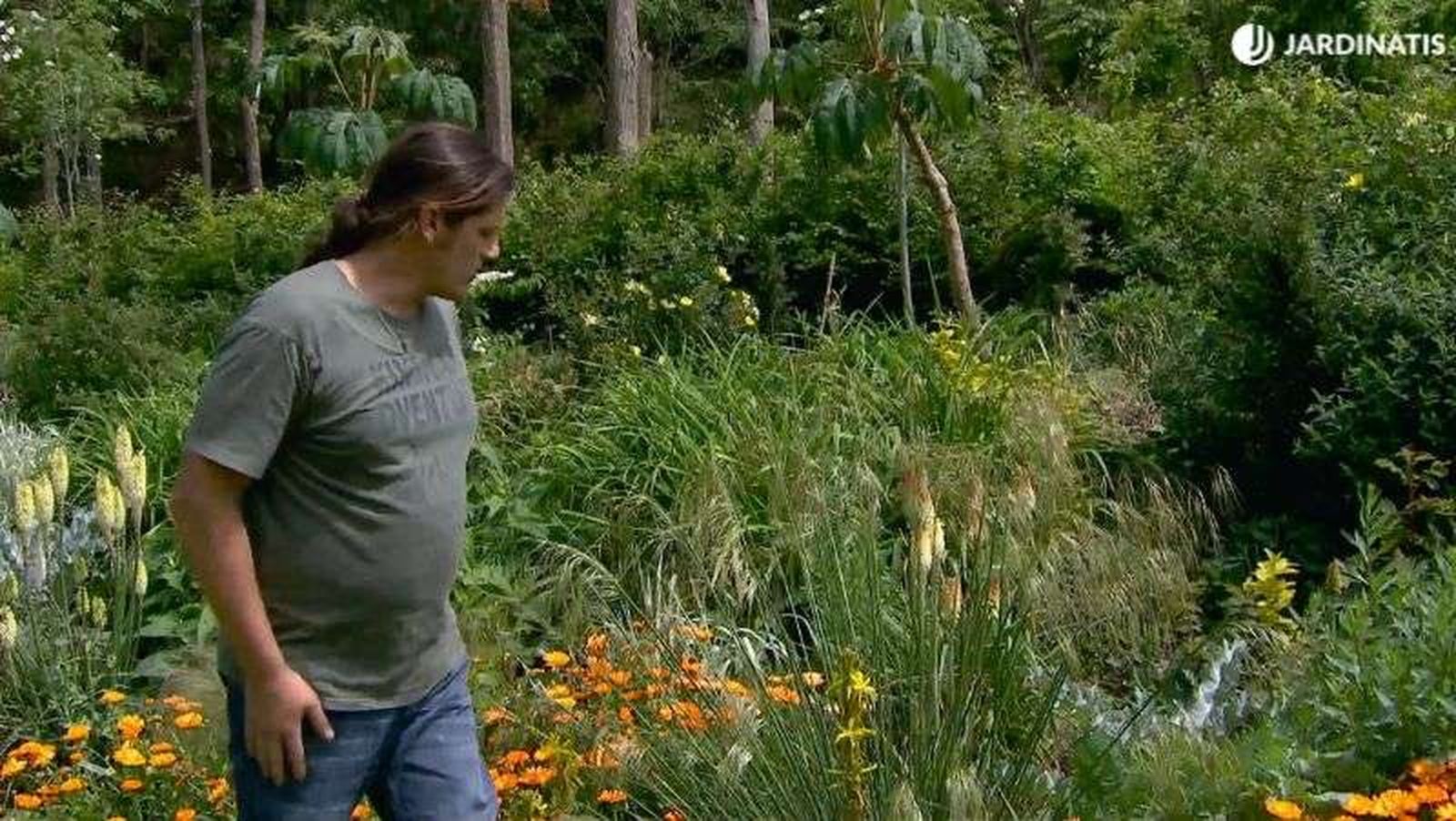 Tritoma junto a otras plantas como la Stipa gigantea y la Asphodeline lucea Tritoma junto a otras plantas como la Stipa gigantea y la Asphodeline lucea