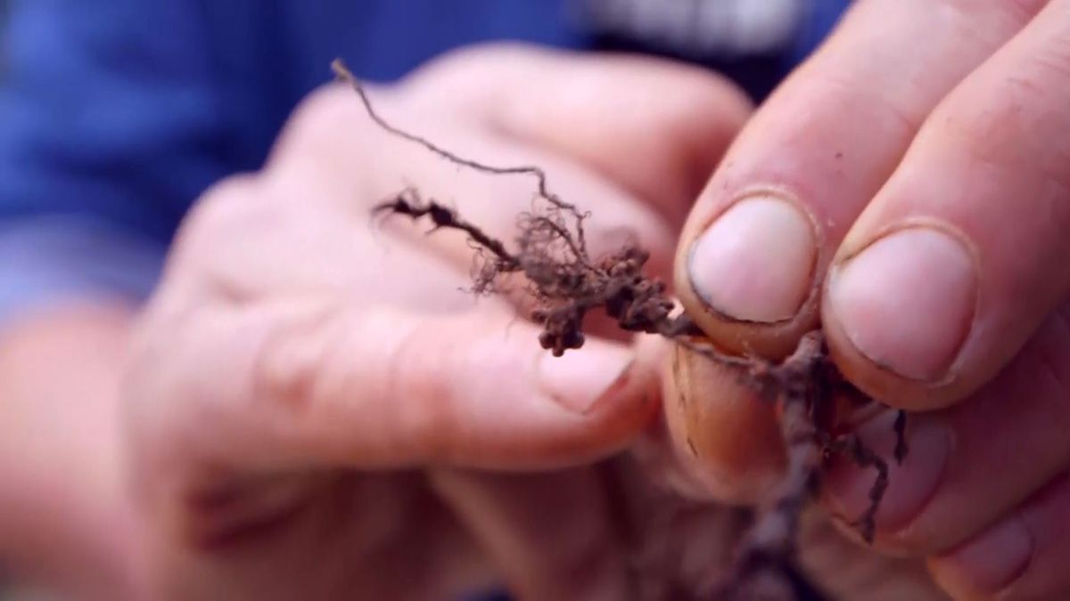 brico 949 3 treboles ornamentales fijacion nitrogeno