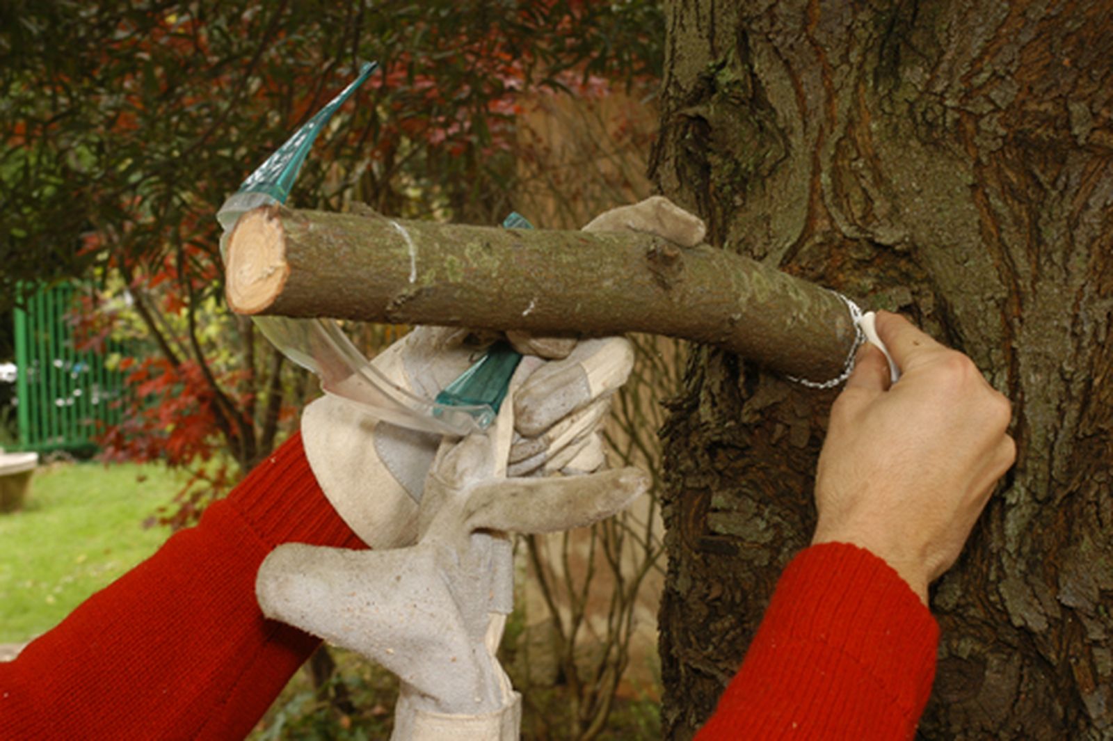Cómo podar las ramas grandes de un árbol paso 3 Cómo podar las ramas grandes de un árbol paso 3