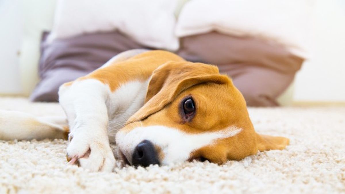 como saber si mi perro tiene fiebre 1