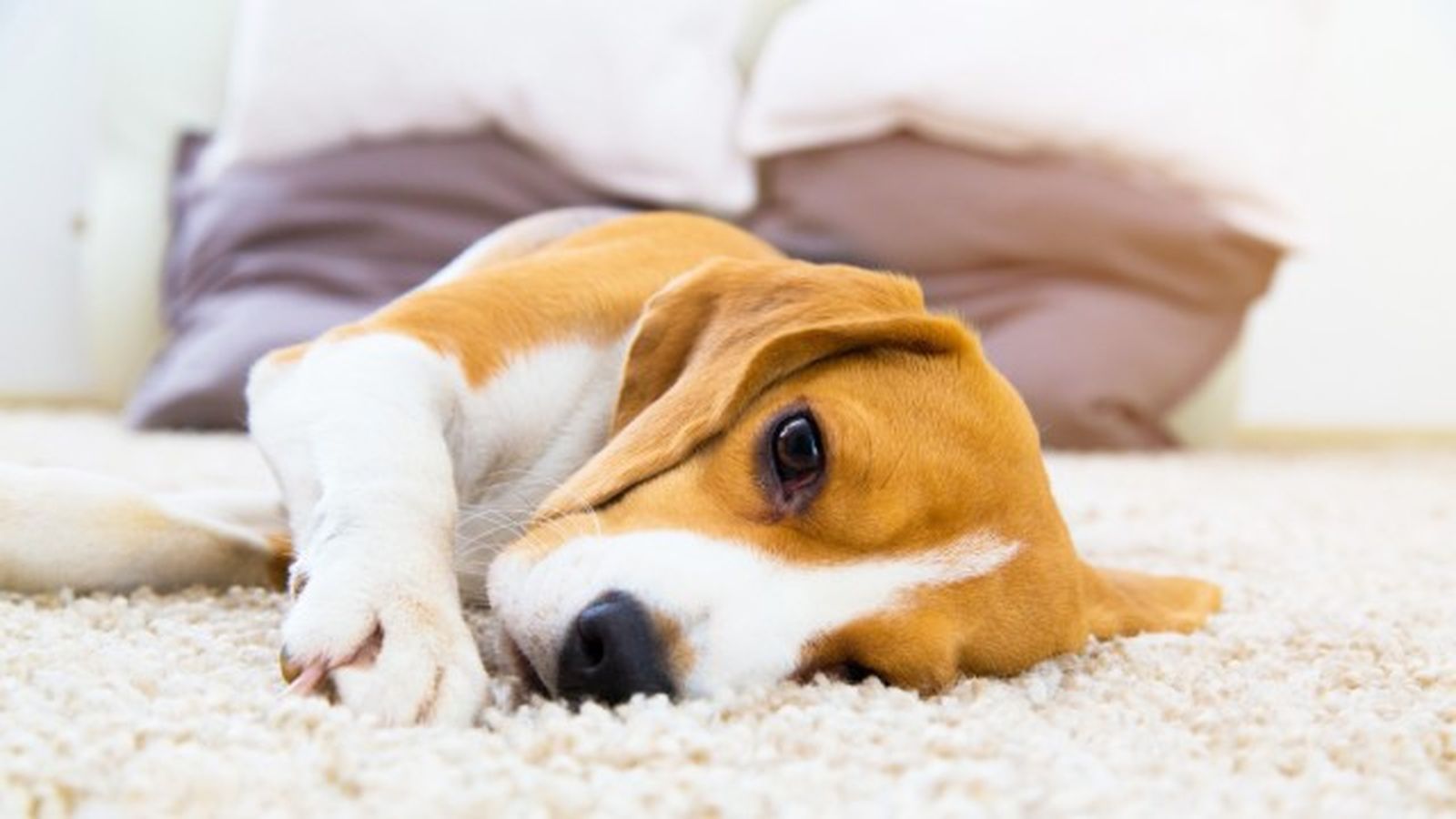como saber si mi perro tiene fiebre 1 como saber si mi perro tiene fiebre 1