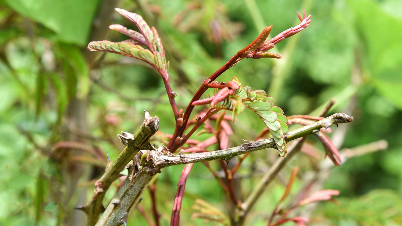 es el shikakai la solucio&#769;n que tu melena necesita 1