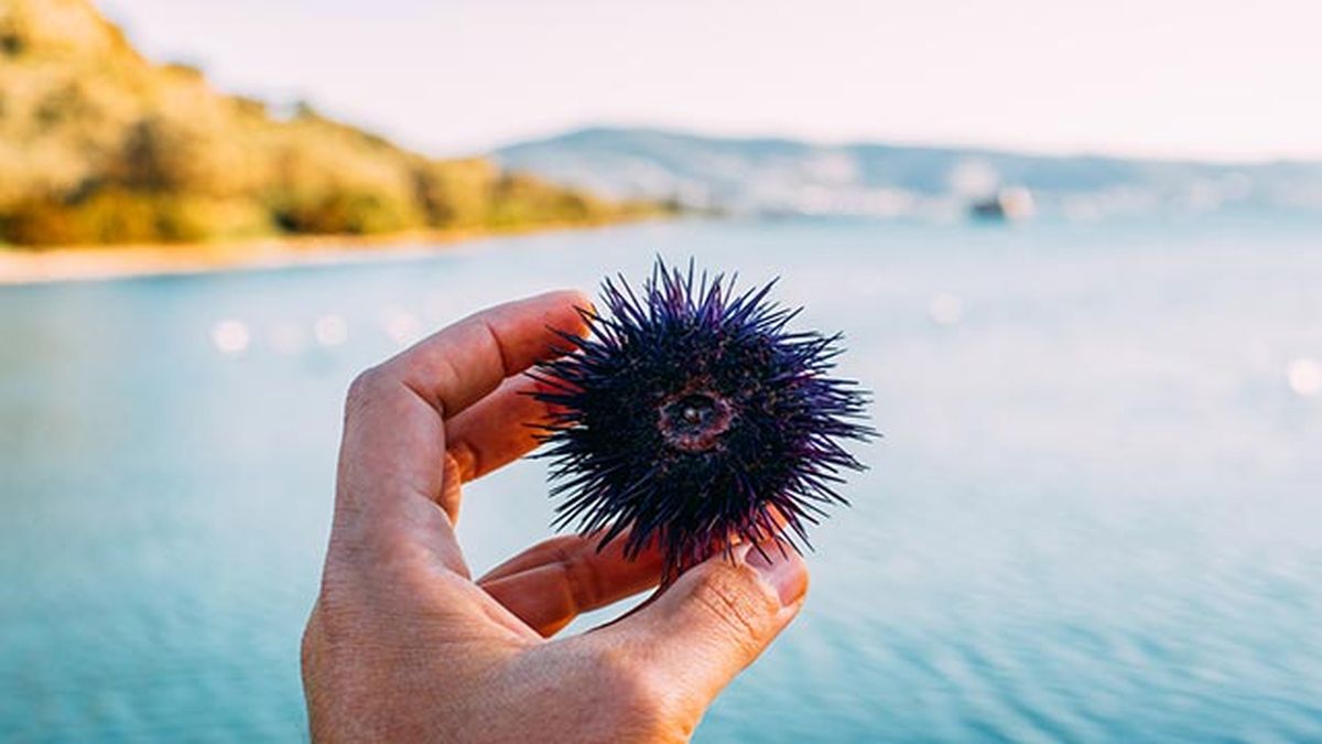 erizo de mar