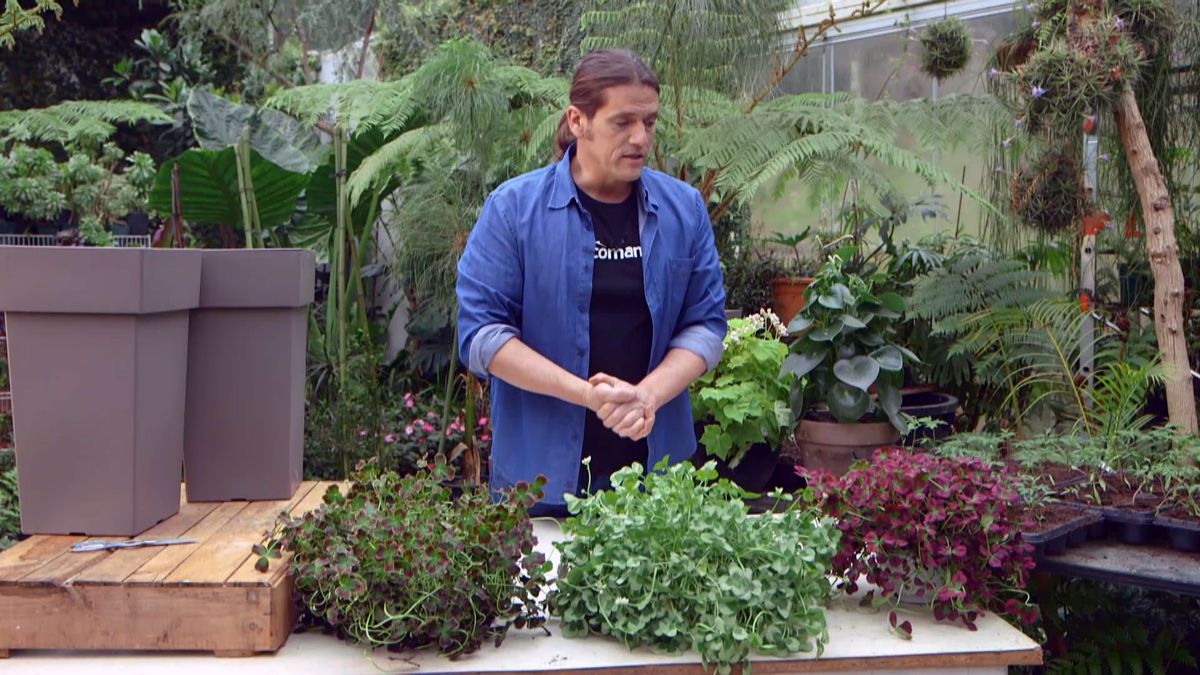 brico 949 3 treboles ornamentales fijacion inicio