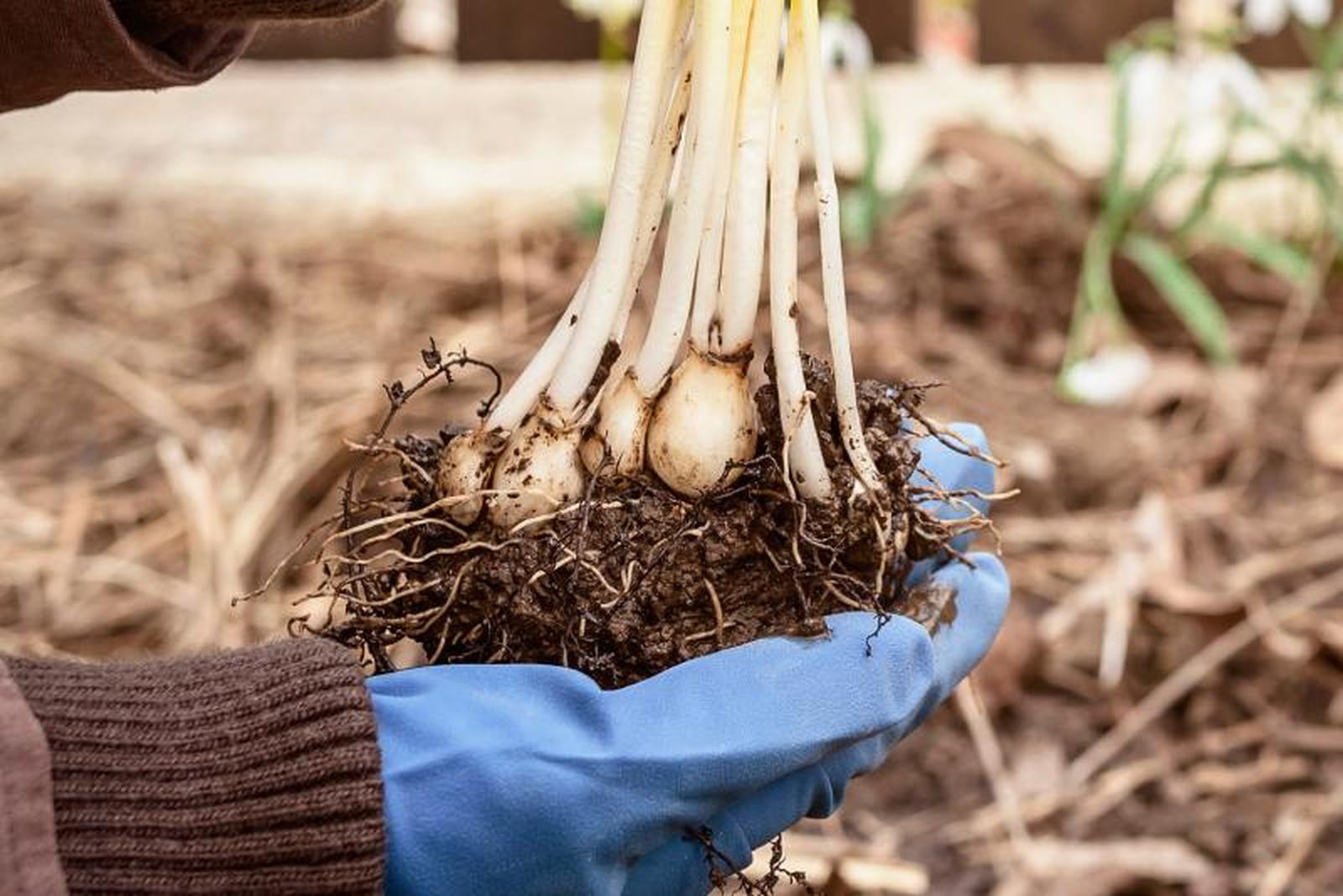 Bulbos de Galanthus Blanco.