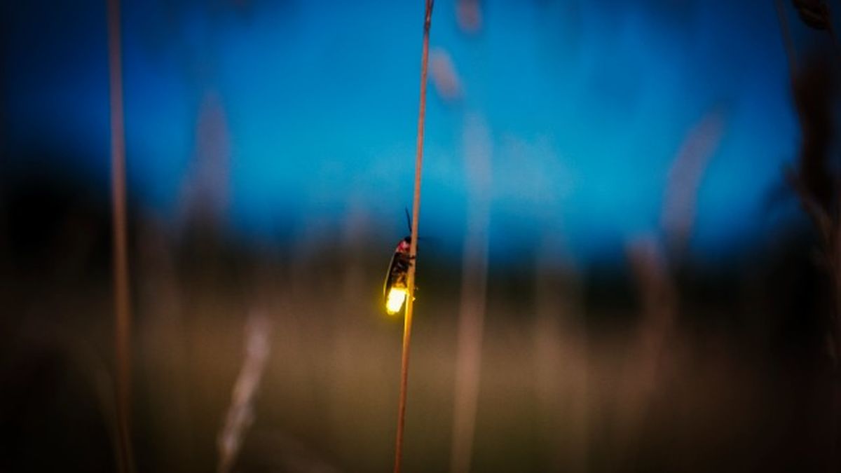 animales que empiezan por l 7