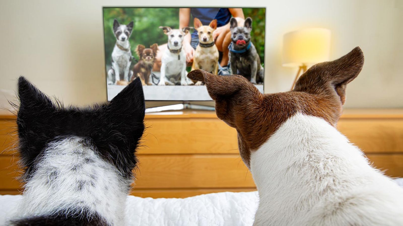 canal tv perros portada