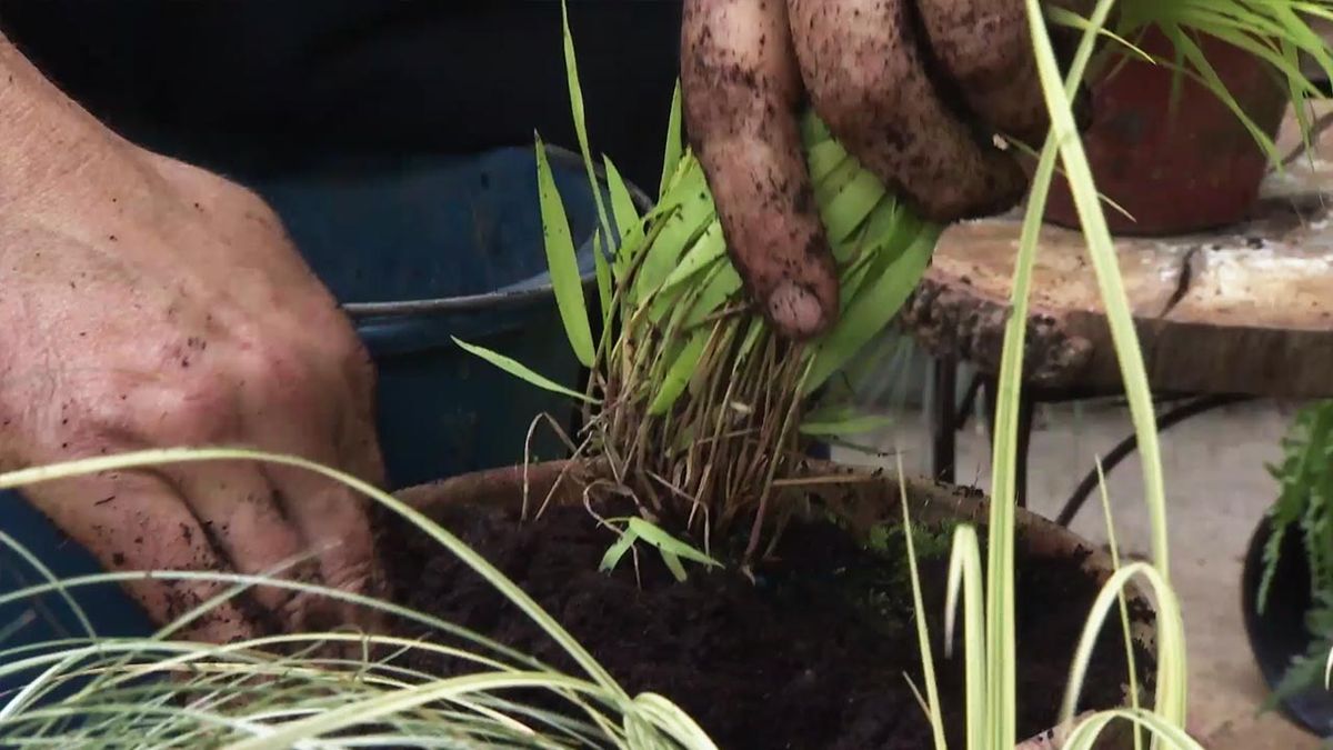 brico 1036 jaconoclea perla graminea plantacion