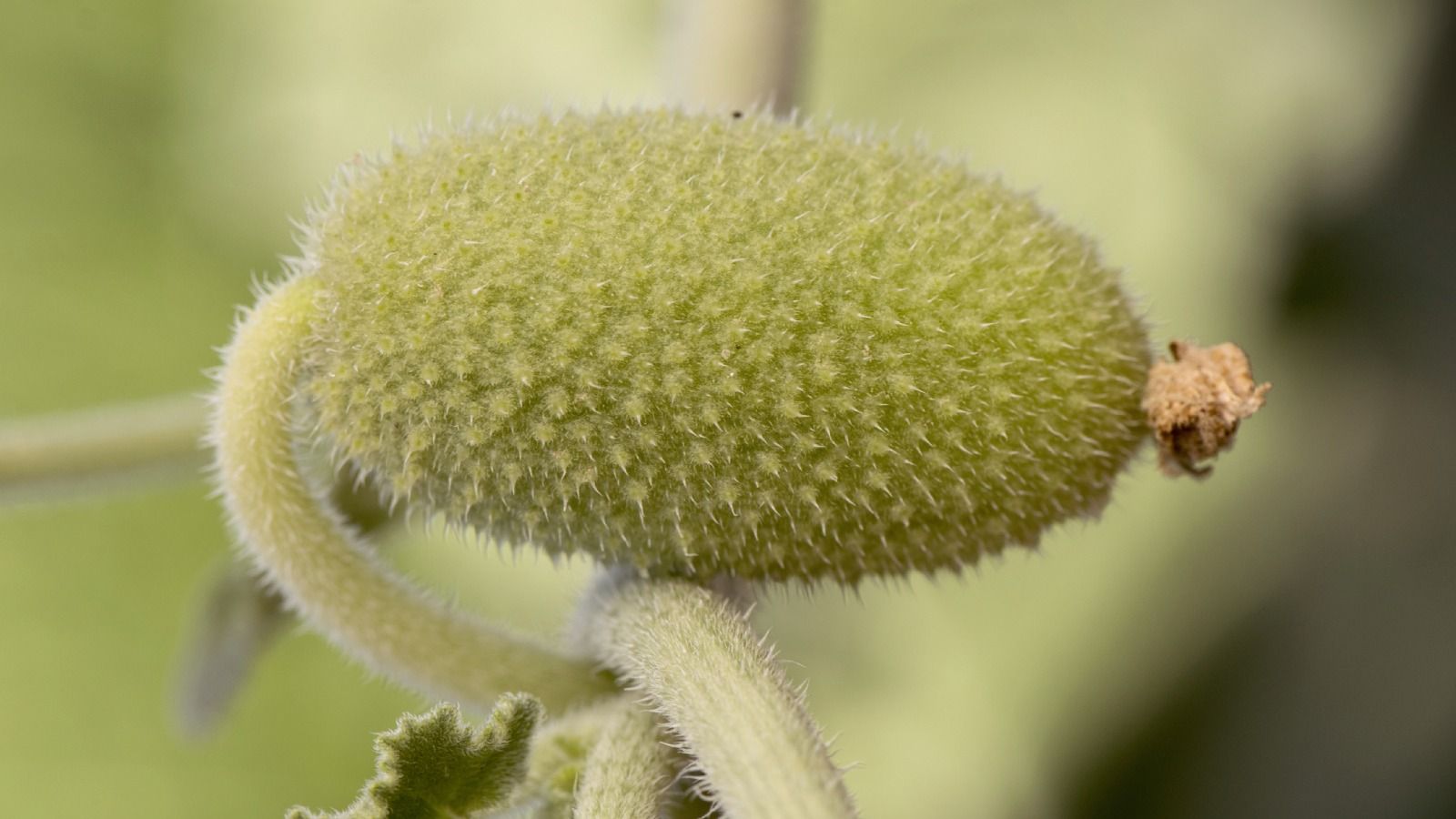 Las plantas han encontrado formas espectaculares de moverse a través de sus semillas