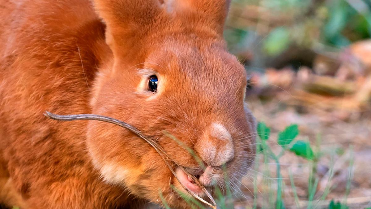 selfies divertidos animales granja 7