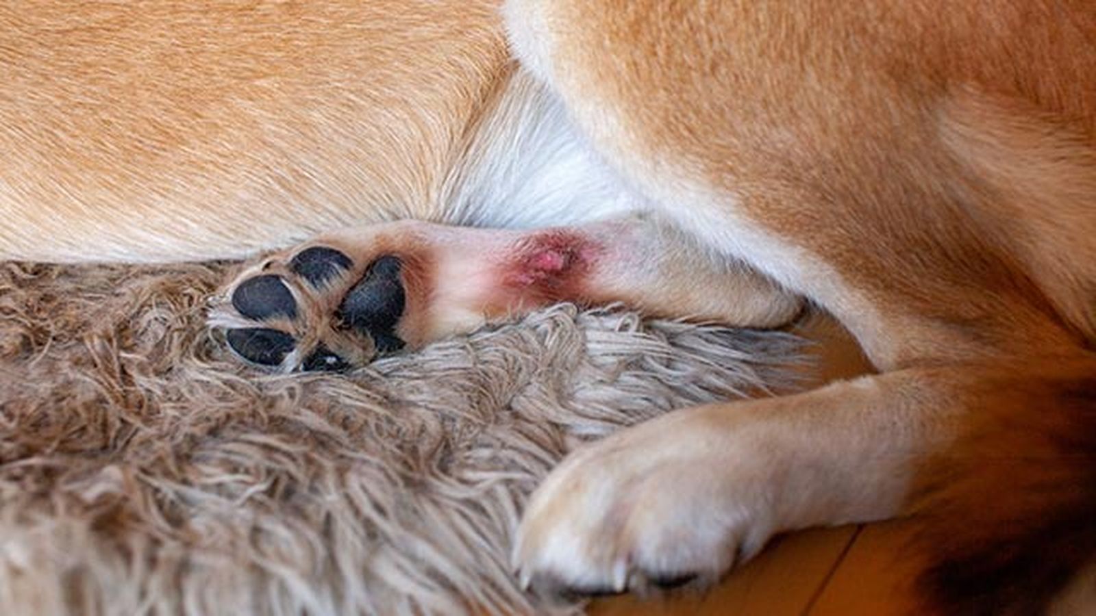 sarna perros patas sarna perros patas