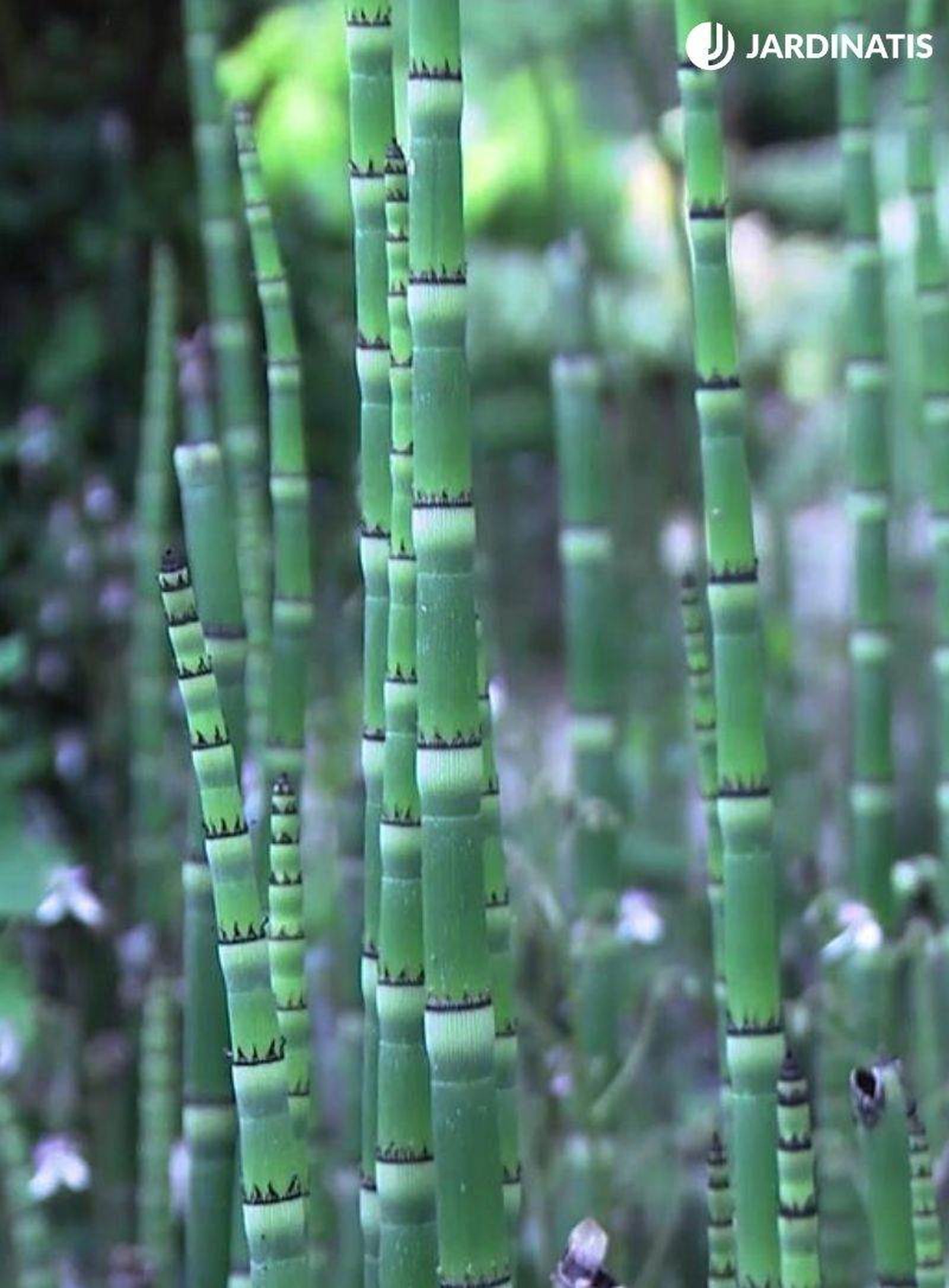 Equisetum hyemale Equisetum hyemale