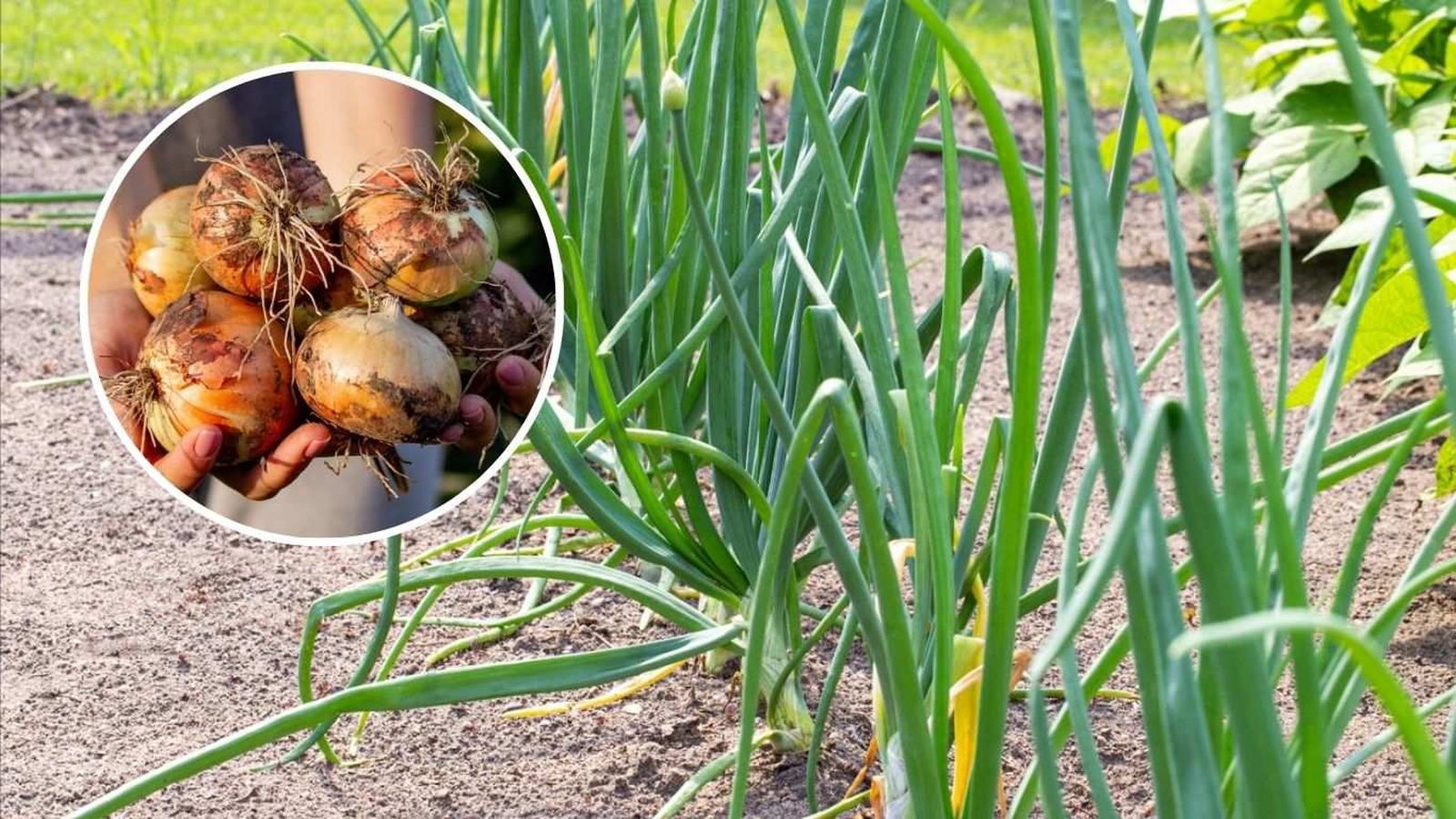 Plantar cebollas con éxito requiere elegir bien el momento, el suelo y cuidar el riego.