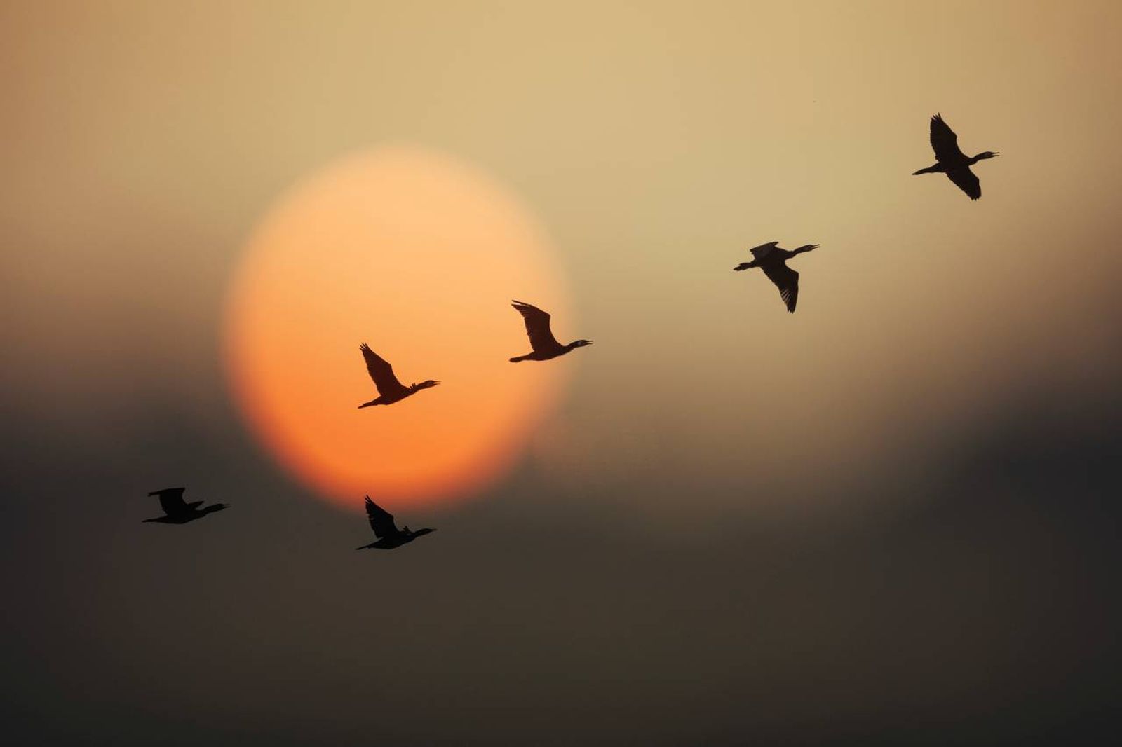 El otoño está caracterizado por el movimiento de las aves: la migración.
