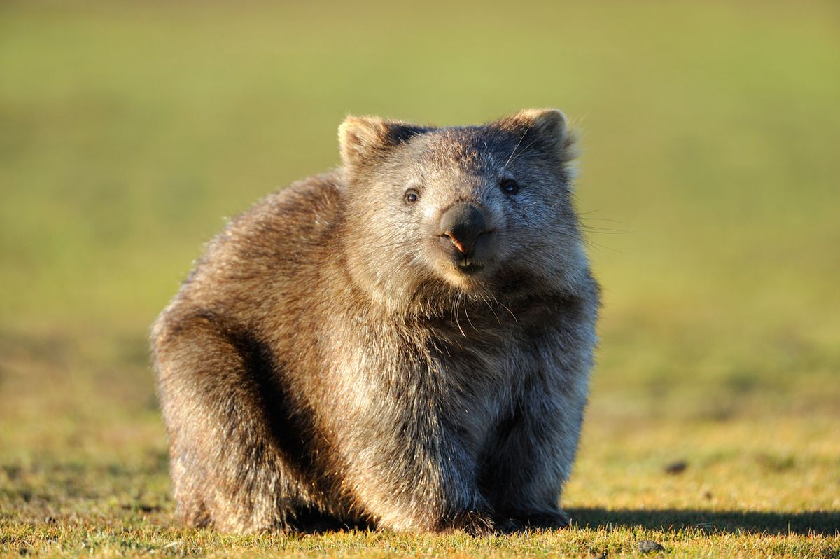 wombat dientes