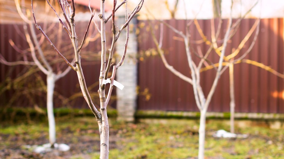 Las plantas perennes distribuyen su inversión en el tiempo