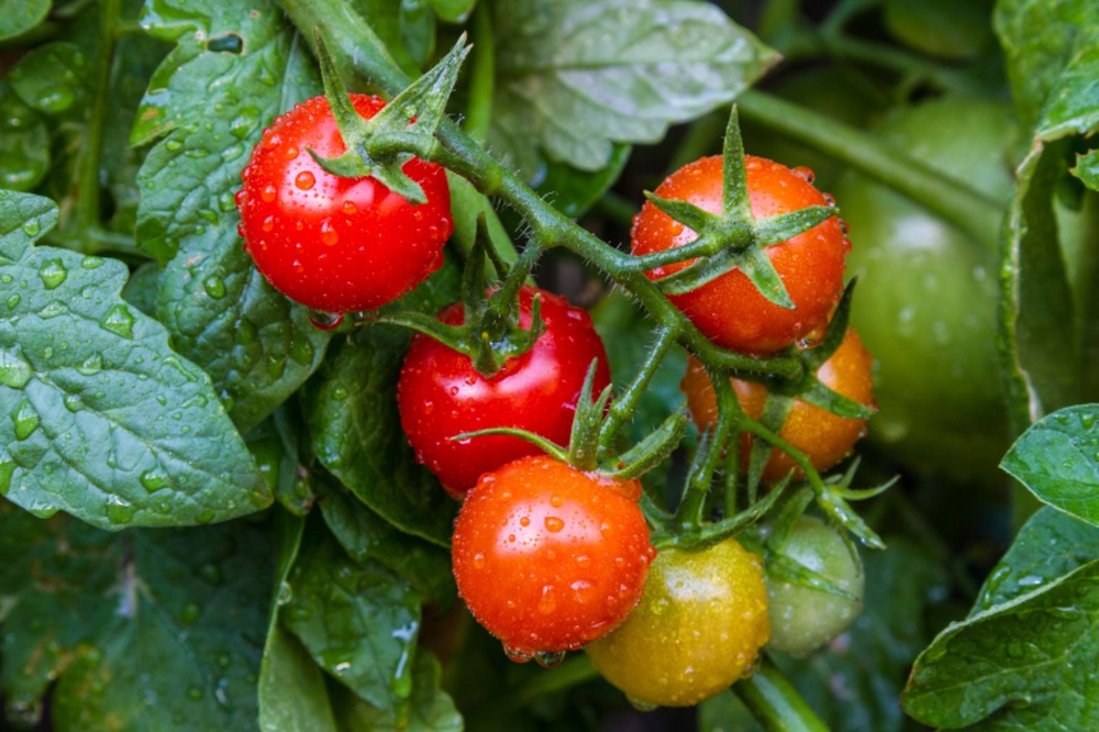 Consejos para cultivar tomates Consejos para cultivar tomates
