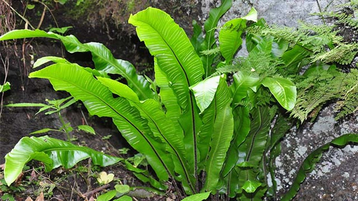 Helecho scolopendrium.