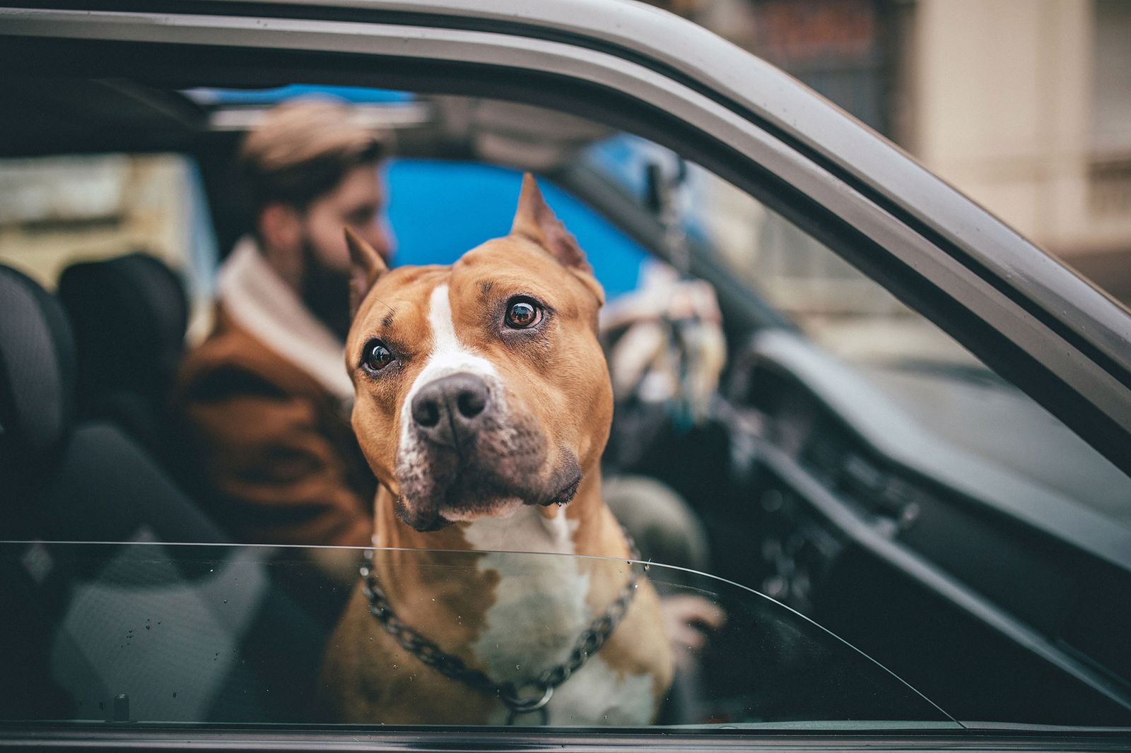 perro potencialmente peligroso licencia