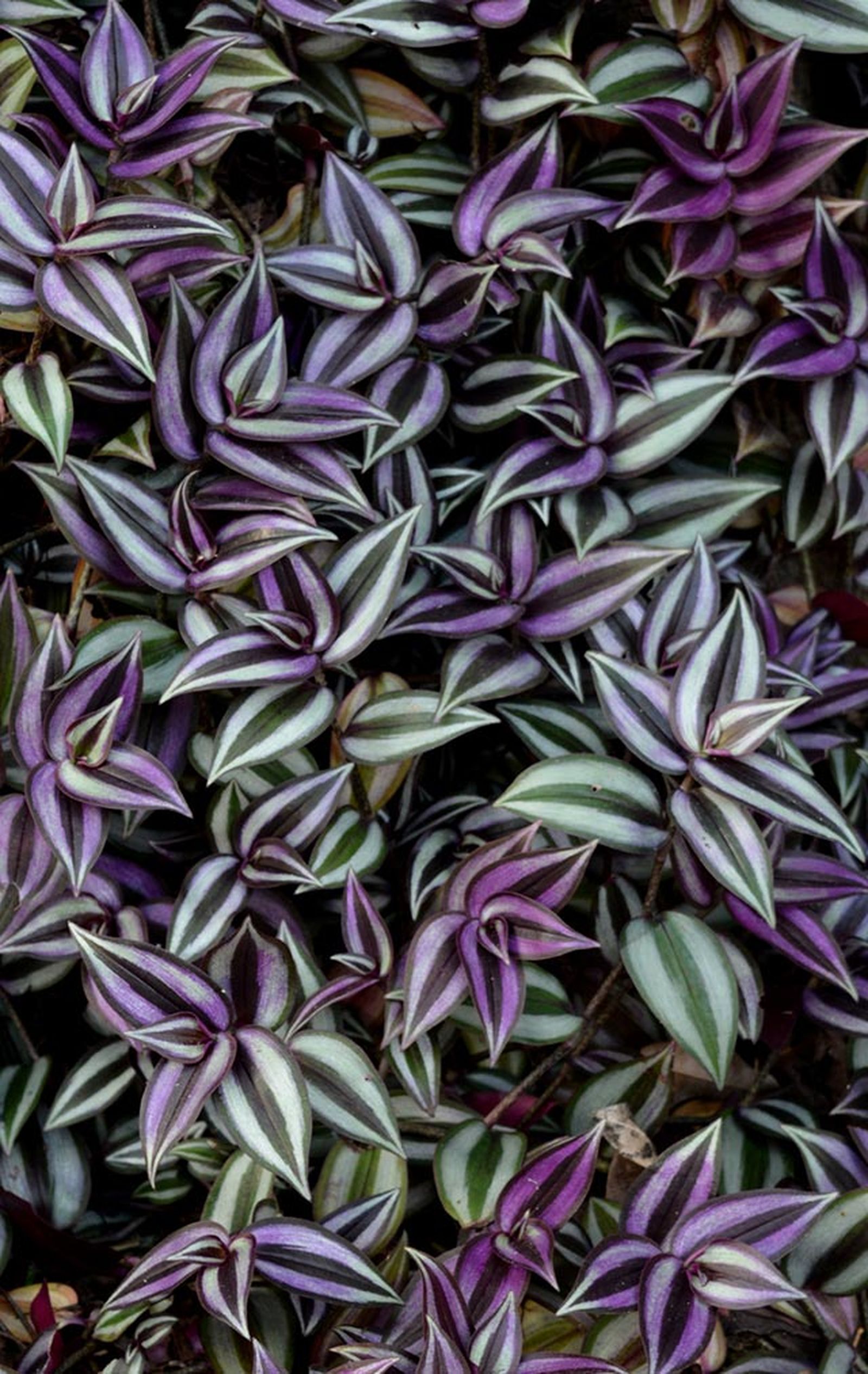 Tradescantia zebrina Tradescantia zebrina